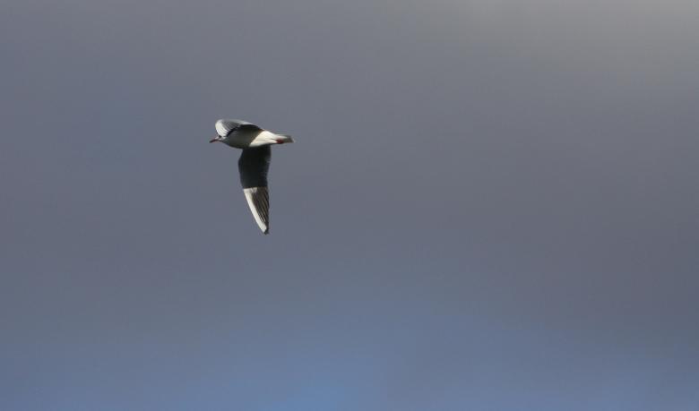 Free stock image of Seagull in Mid Air created by Kala Manó