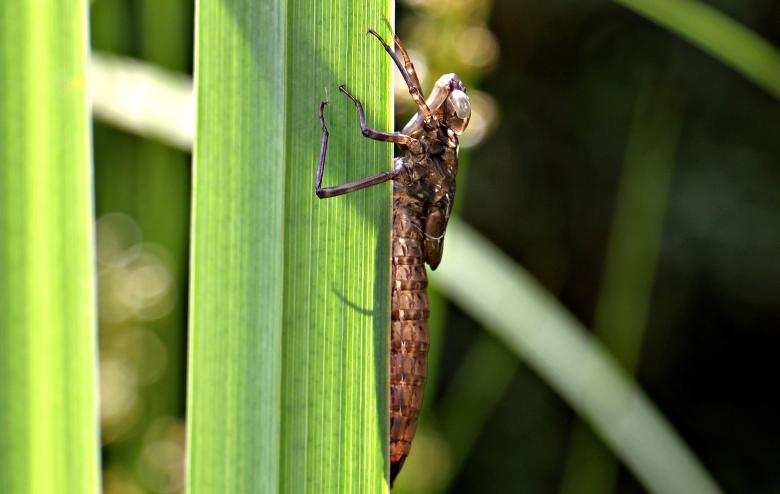 Free stock image of Macro Dragonfly created by Pixabay