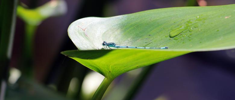 Free stock image of Macro Dragonfly created by Pixabay