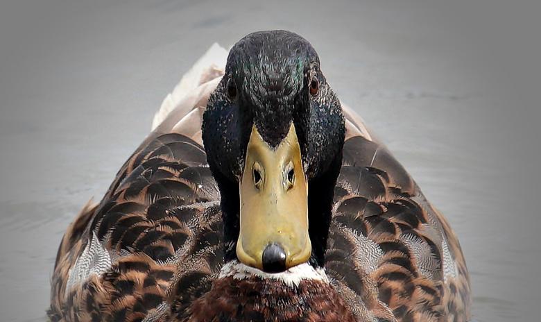 Free stock image of Wild Duck created by Pixabay