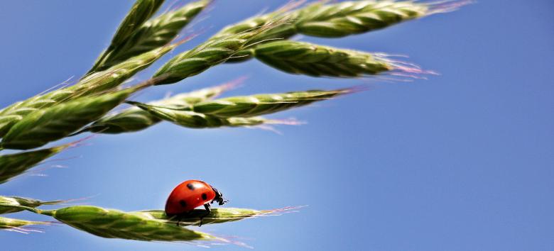 Free stock image of Ladybud on the Wheat created by Pixabay