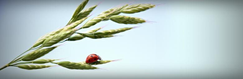 Free stock image of Ladybud on the Wheat created by Pixabay