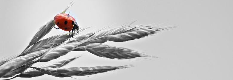 Free stock image of Ladybud on the Wheat created by Pixabay
