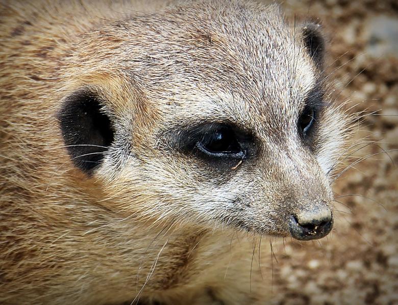 Free stock image of Wild Meerkat created by Pixabay