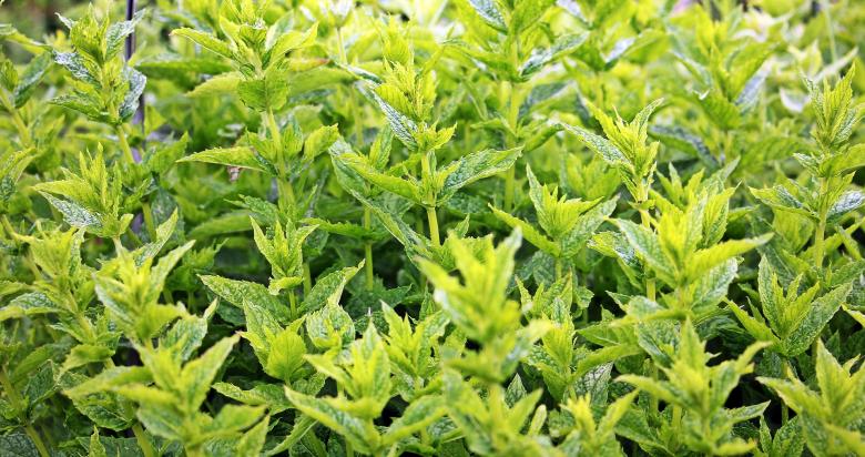Free stock image of Pepper Mint created by Pixabay