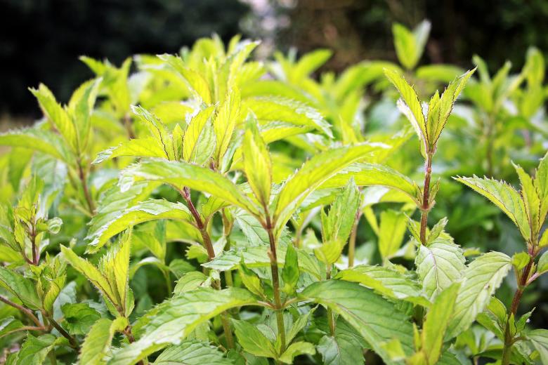 Free stock image of Pepper Mint created by Pixabay