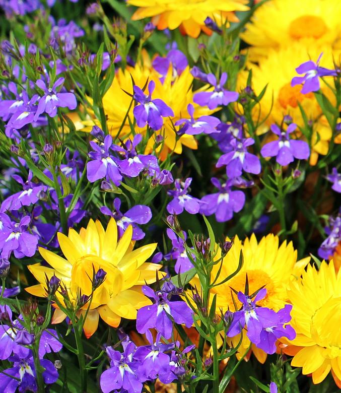 Free stock image of Straw Flowers created by Pixabay