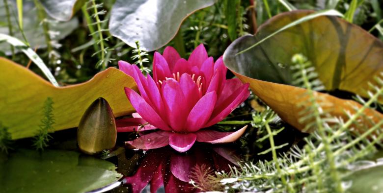 Free stock image of Water Lily created by Pixabay