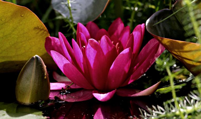 Free stock image of Water Lily created by Pixabay