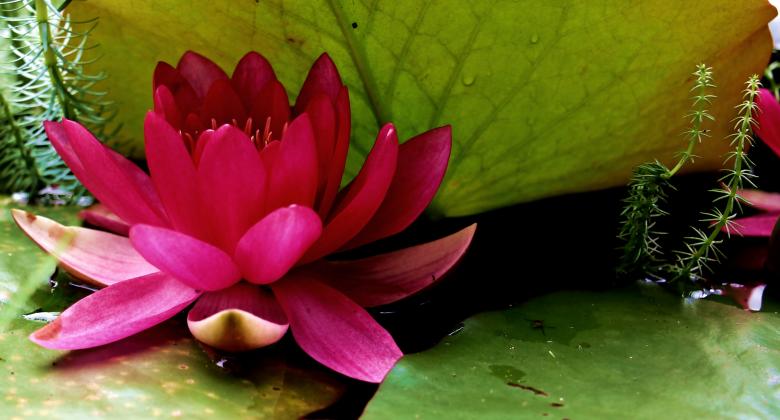 Free stock image of Water Lily created by Pixabay