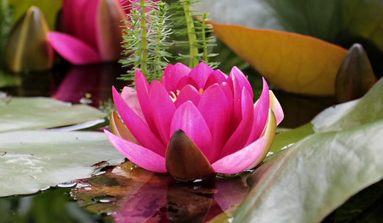 Free stock image of Water Lily created by Pixabay