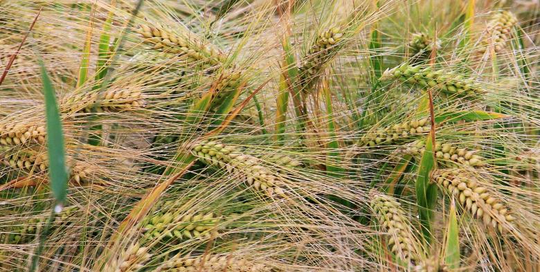 Free stock image of Wheat Field created by Pixabay