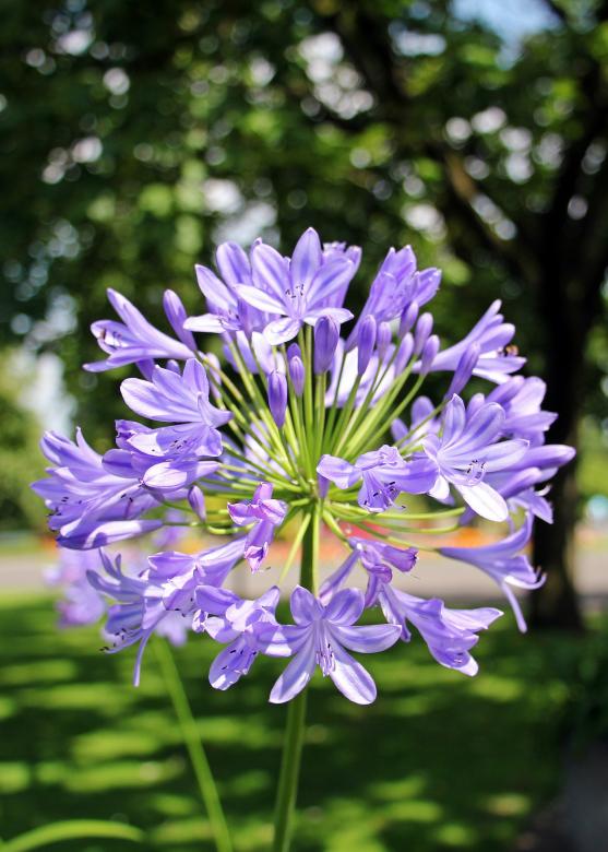 Free stock image of Fresh Agapanthus created by Pixabay