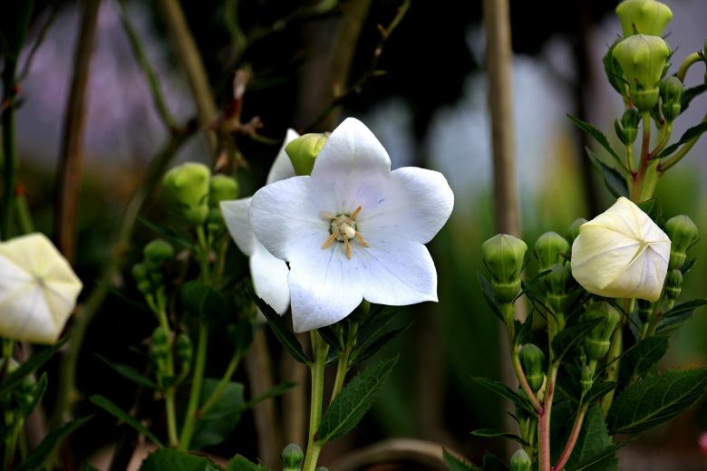 Free stock image of Balloon Flower created by Pixabay