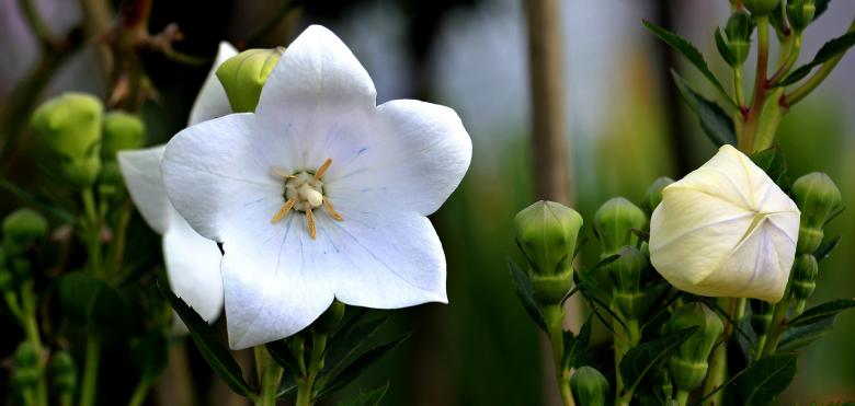 Free stock image of Balloon Flower created by Pixabay