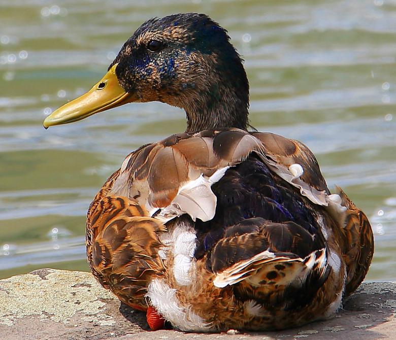 Free stock image of Duck on the Shore created by Pixabay