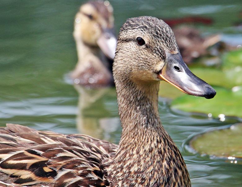 Free stock image of Ducks Swimming created by Pixabay