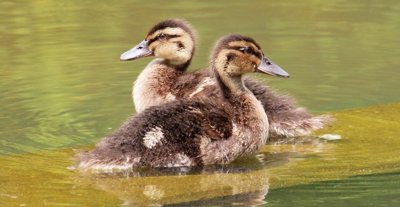 Free stock image of Ducks Swimming created by Pixabay