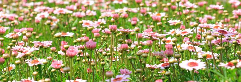 Free stock image of Flower Meadow created by Pixabay