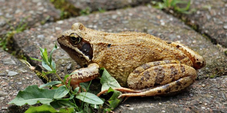 Free stock image of Macro Frog created by Pixabay