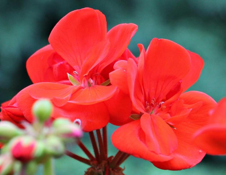 Free stock image of Fresh Geranium created by Pixabay