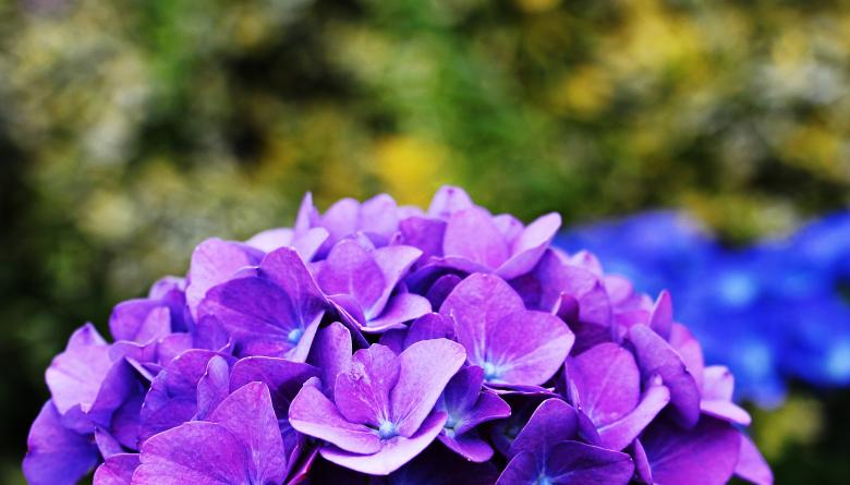Free stock image of Hydrangea in the Garden created by Pixabay