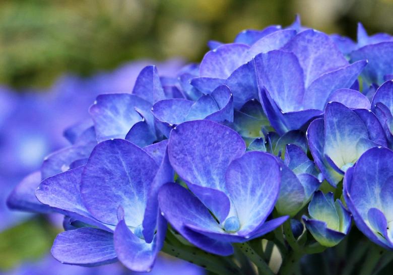 Free stock image of Hydrangea in the Garden created by Pixabay