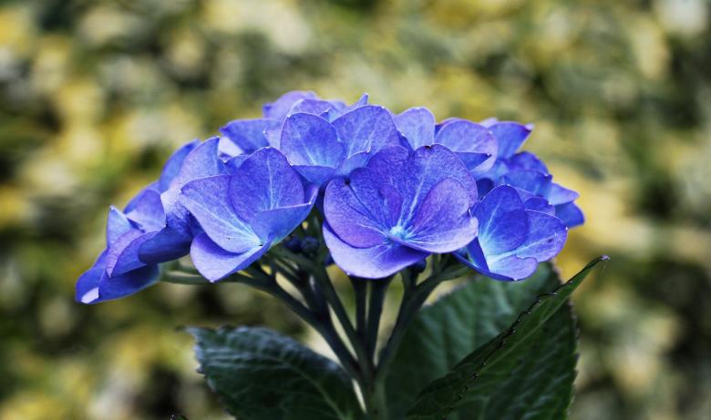 Free stock image of Hydrangea in the Garden created by Pixabay