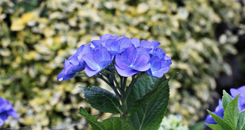 Free stock image of Hydrangea in the Garden created by Pixabay