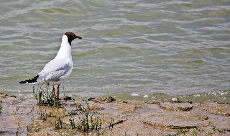 Free stock image of Seagull on the Bank created by Pixabay