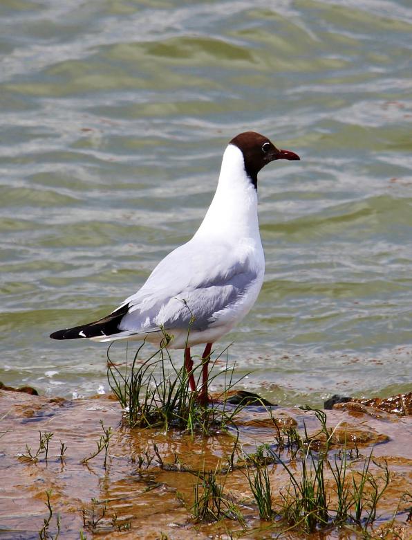Free stock image of Seagull on the Bank created by Pixabay
