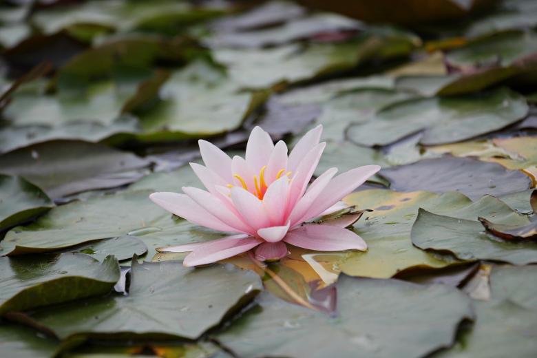 Free stock image of Water Lily created by Pixabay