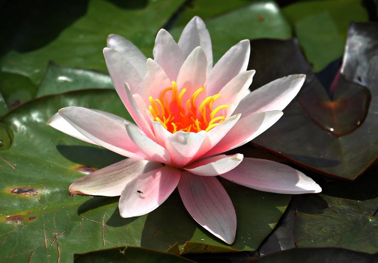 Free stock image of Water Lily created by Pixabay