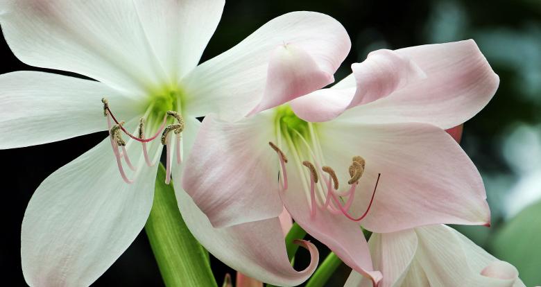 Free stock image of Macro Amaryllis created by Pixabay