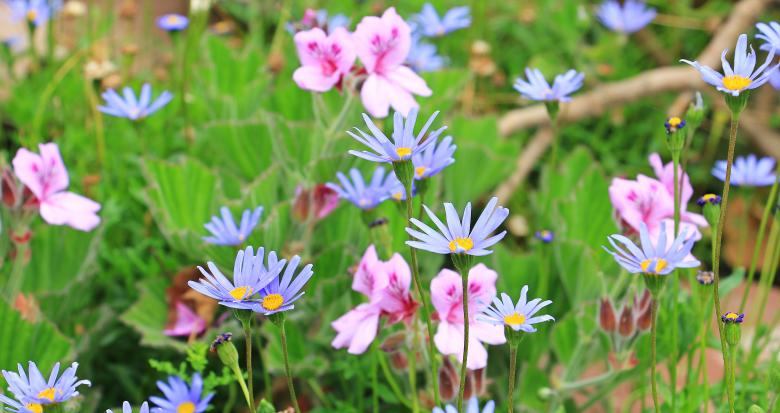 Free stock image of Blue Daisy created by Pixabay