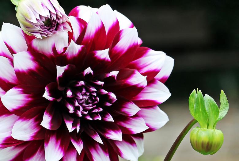 Free stock image of Fresh Dahlia created by Pixabay