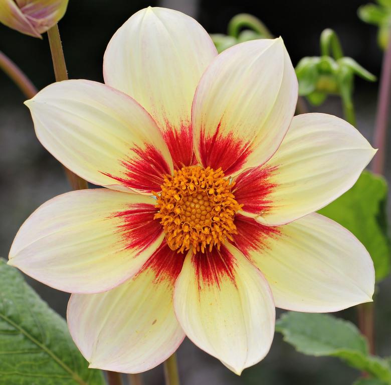 Free stock image of Dahlia in the Garden created by Pixabay