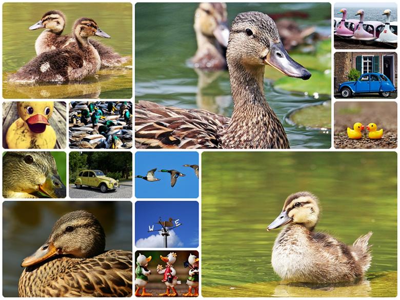 Free stock image of Canadian Geese created by Pixabay