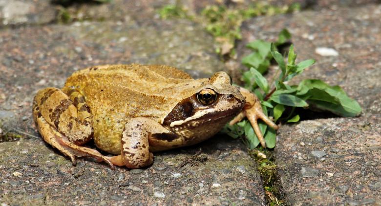 Free stock image of Wild Frog created by Pixabay