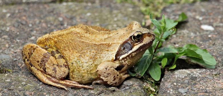Free stock image of Wild Frog created by Pixabay