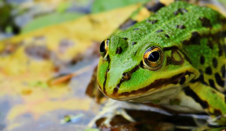 Free stock image of Wild Frog created by Pixabay