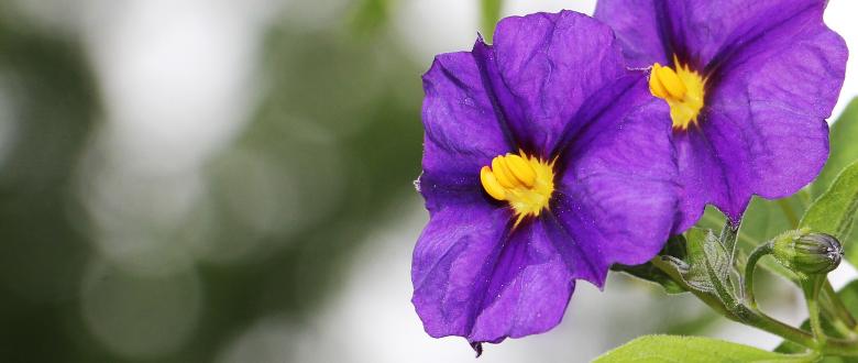 Free stock image of Gentian Shrub created by Pixabay