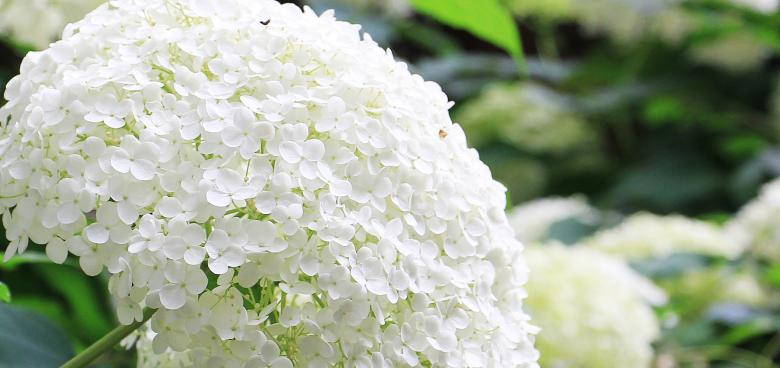 Free stock image of Fresh Hydrangea created by Pixabay