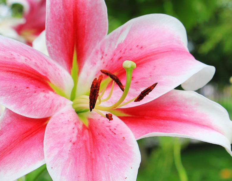 Free stock image of Water Lily created by Pixabay