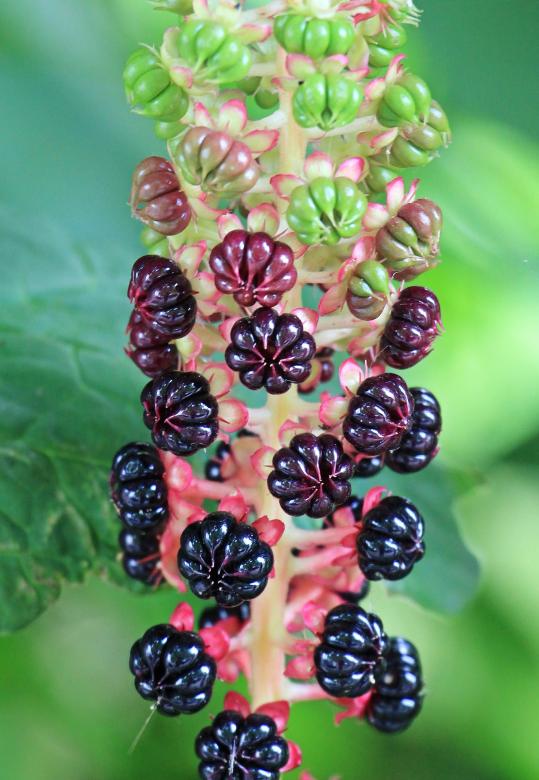 Free stock image of Pokeweed in the Garden created by Pixabay