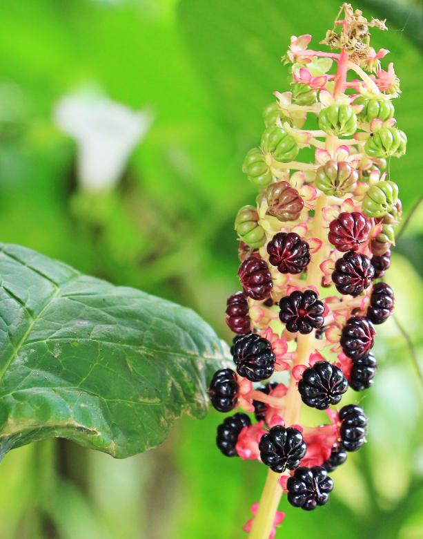 Free stock image of Pokeweed in the Garden created by Pixabay