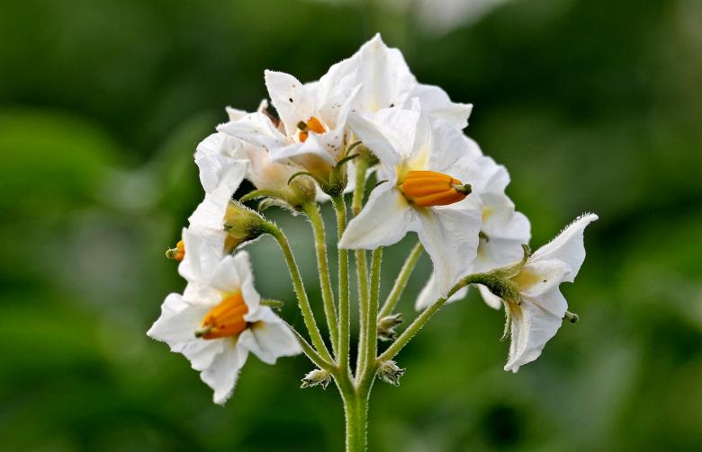 Free stock image of Potato Blossoms created by Pixabay