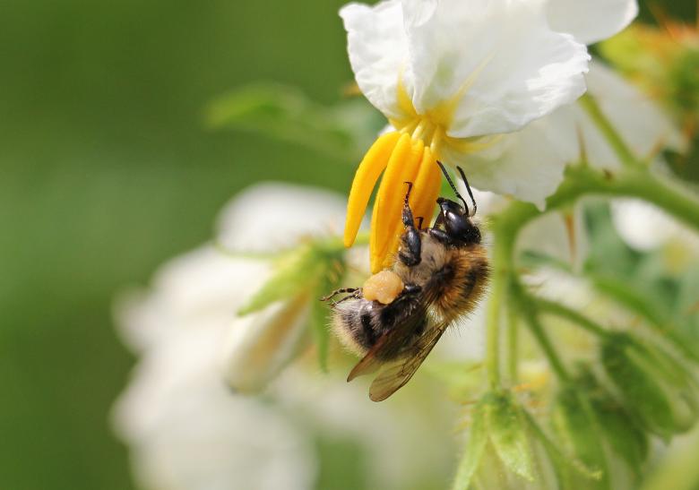 Free stock image of Bee on the Potato Blossom created by Pixabay