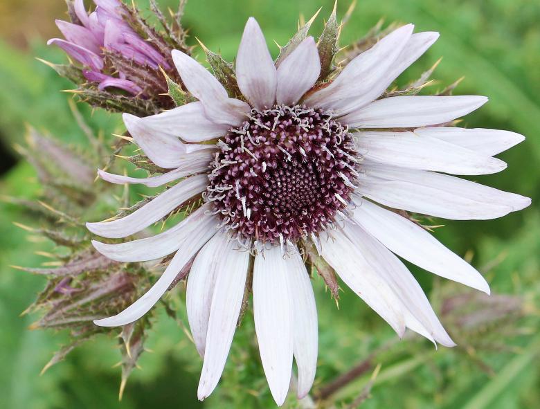 Free stock image of Purple Thistle created by Pixabay