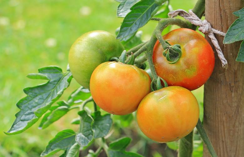 Free stock image of Fresh Tomatoes created by Pixabay